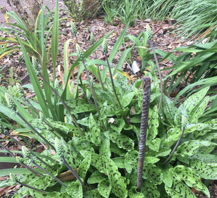 African false hosta